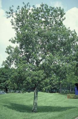 Loblolly Bay Tree